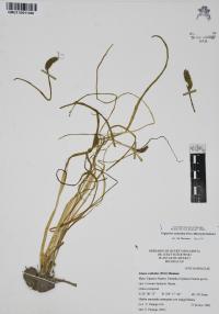 Triglochin scilloides image